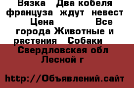  Вязка ! Два кобеля француза ,ждут  невест.. › Цена ­ 11 000 - Все города Животные и растения » Собаки   . Свердловская обл.,Лесной г.